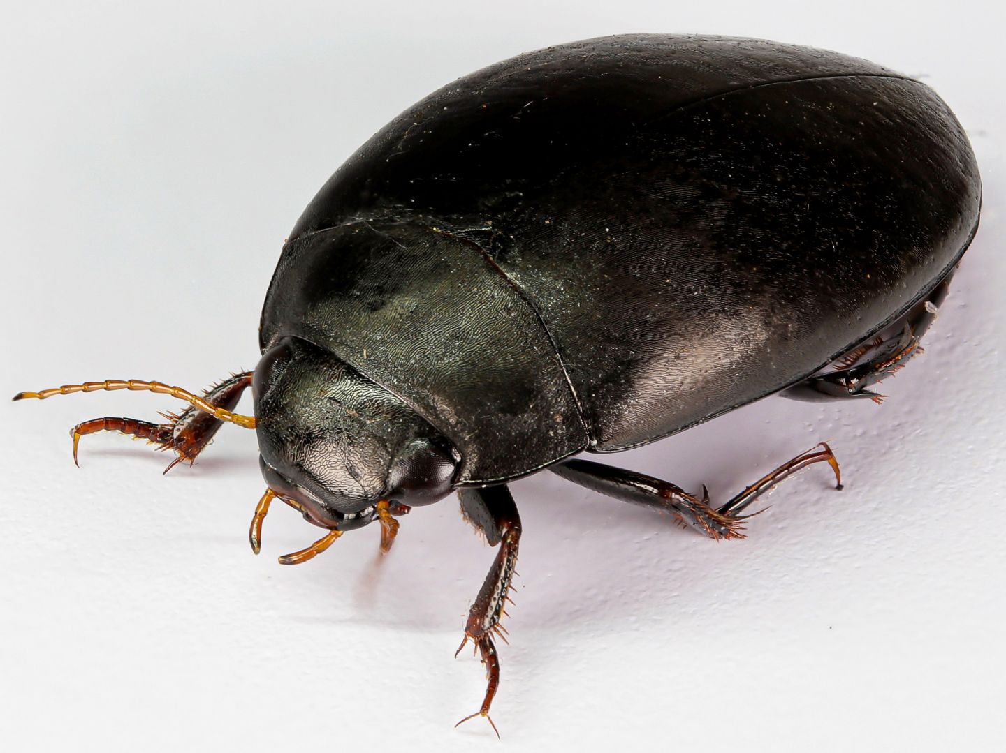 Dytiscidae: Agabus bipustulatus
